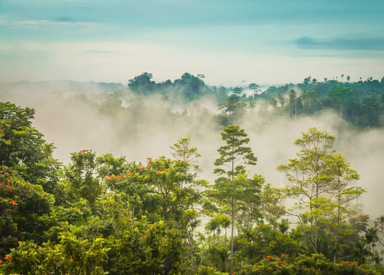 Роль развитых и развивающихся стран в сохранении леса