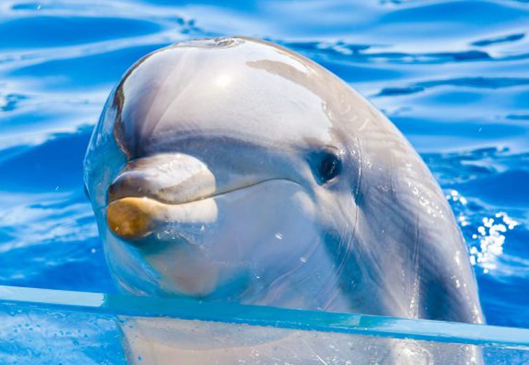 5 стран с самым большим количеством невольных дельфинов