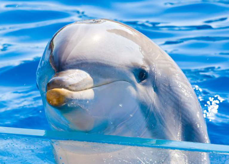 5 стран с самым большим количеством невольных дельфинов