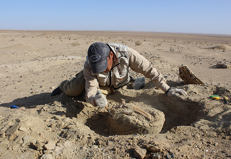 ТОП-6 мест в мире, где можно найти кости динозавров
