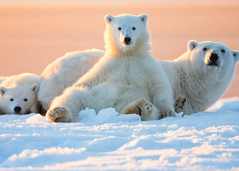 10 удивительных фактов о белых медведях