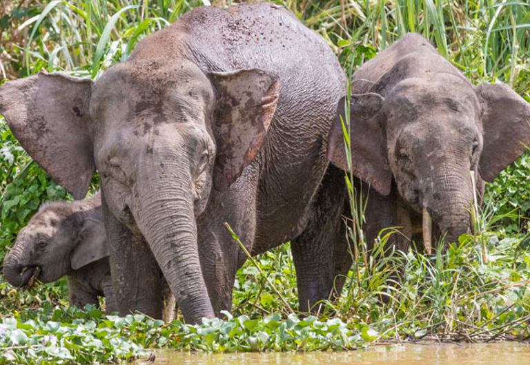 Национальные парки, где можно увидеть слонов в дикой природе