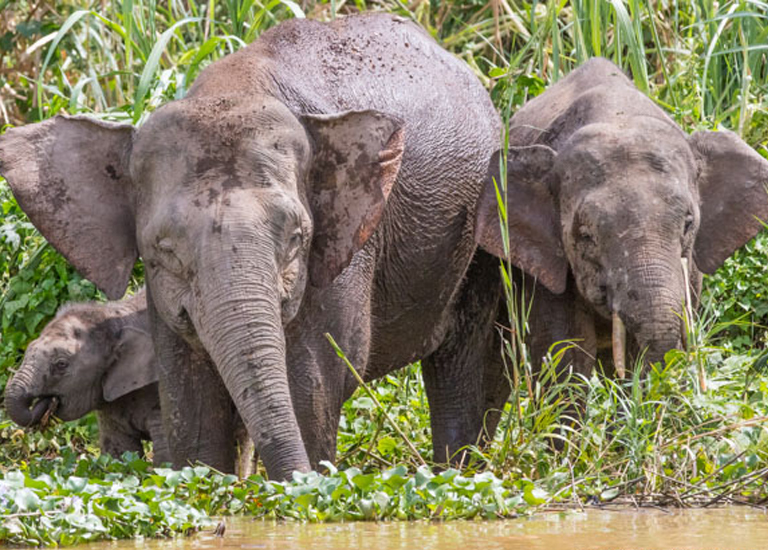 Национальные парки, где можно увидеть слонов в дикой природе