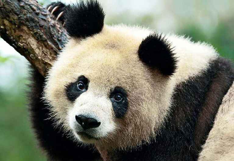 9 фактов о пандах в честь Международного дня панды