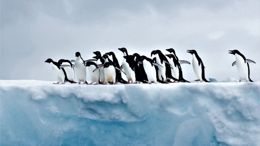 Единственные животные, которые там живут - это пингвины