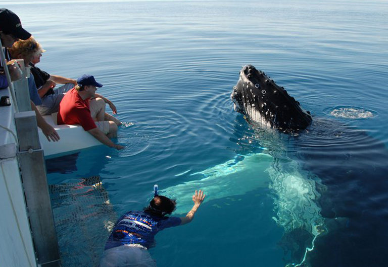 Лучшие места для наблюдения за китами, включая Исландию, Аляску и Канаду