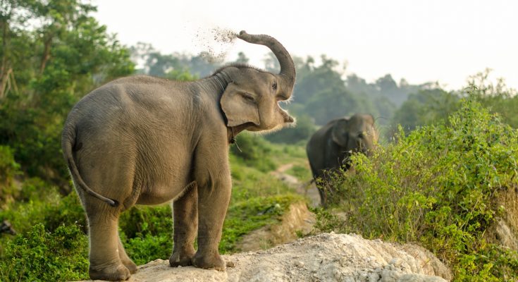 Суматранский слон