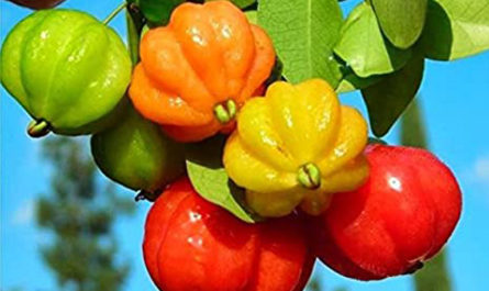 Редкие экзотические фрукты и страны, где их можно найти