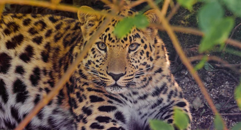 Дальневосточный леопард - Животные находящиеся под угрозой исчезновения