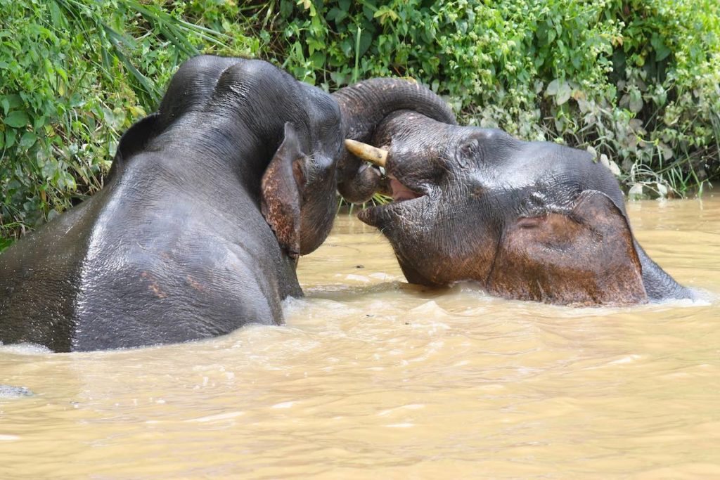 Карликовый слон Борнео