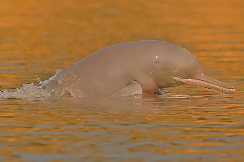Дельфин Platanista minor
