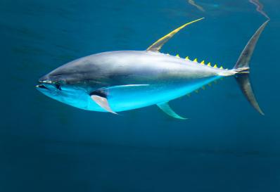 Желтоперый тунец