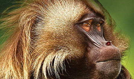 12 лучших документальных фильмов Би-Би-Си о животных