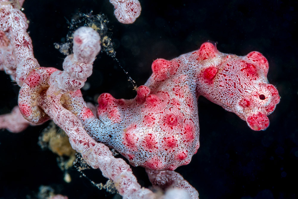 Морской конек под цвет кораллов (Индонезия)