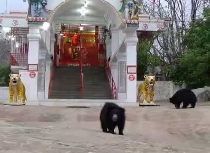 10 храмов Индии, в которых обожают животных