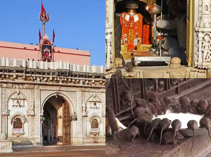 10 храмов Индии, в которых обожают животных