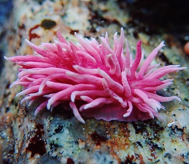 Розовый моллюск, который ест крошечных розовых существ (Мексика)
