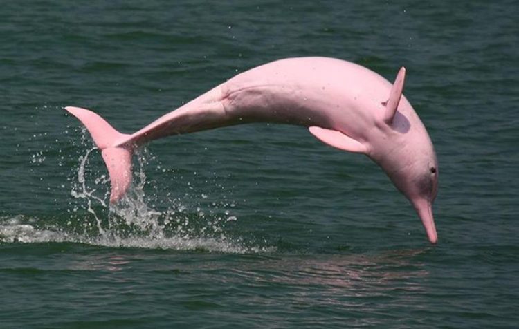 Дельфины Амазонки могут стать розовыми после драки (Бразилия)
