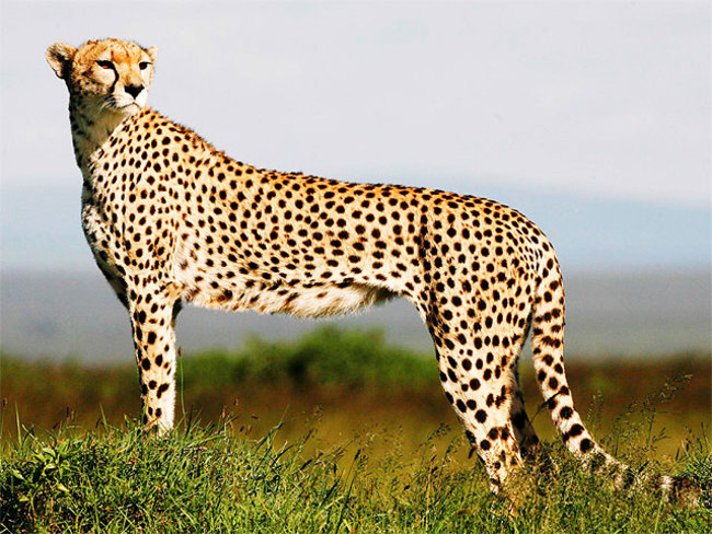 Cheetah | fastest animals in the world