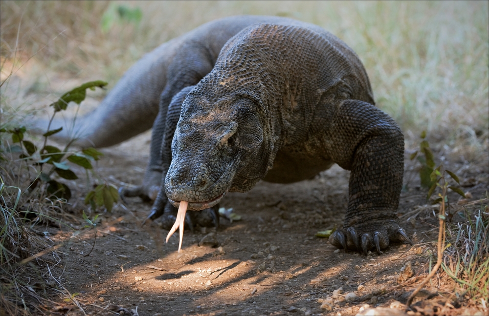 Komodo dragon | fastest animals in the world