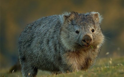 Wombat | fastest animals in the world