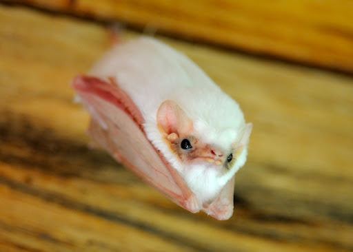 Пушистая белая летучая мышь с розовыми крыльями (Бразилия)