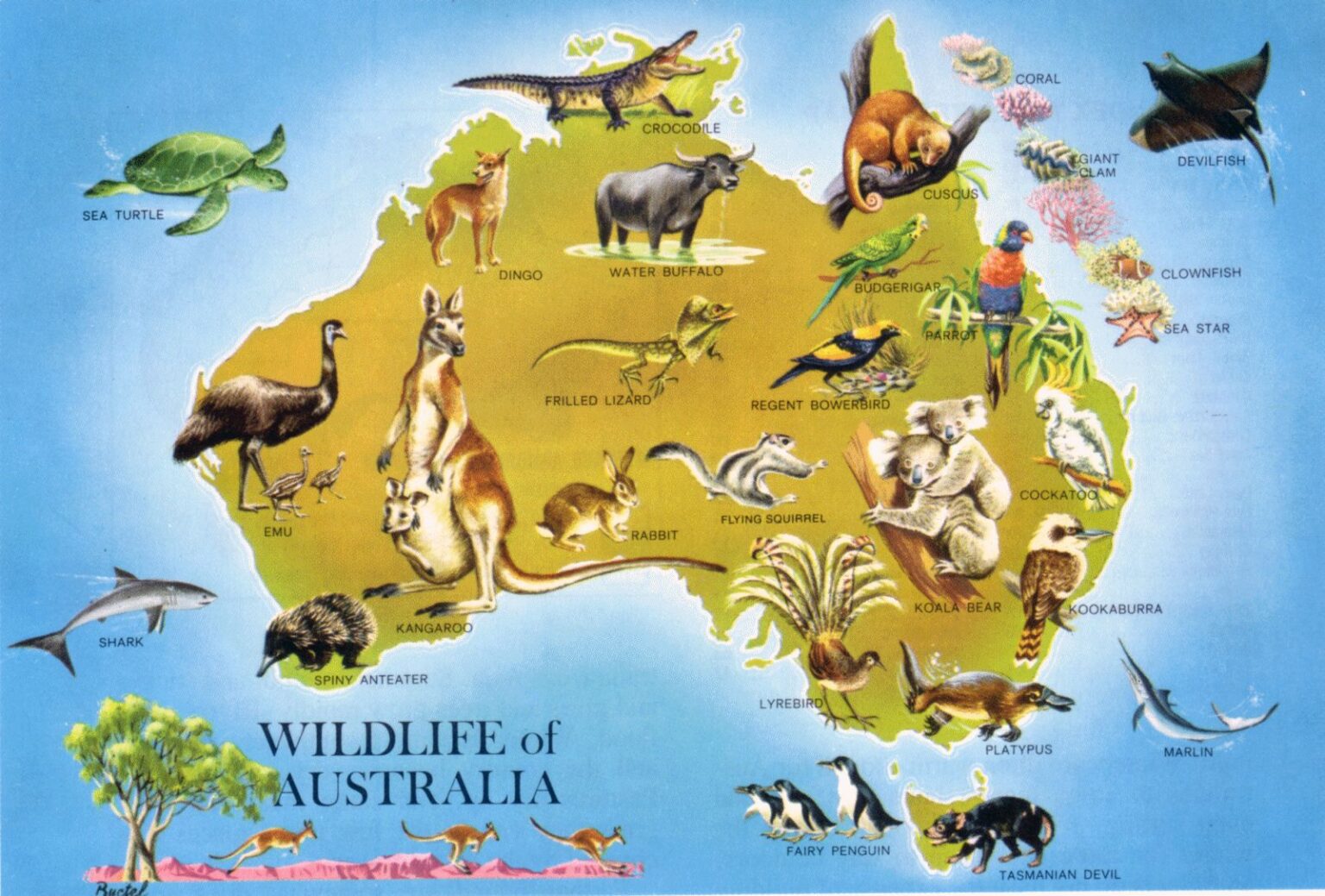 Животный мир Австралии карта