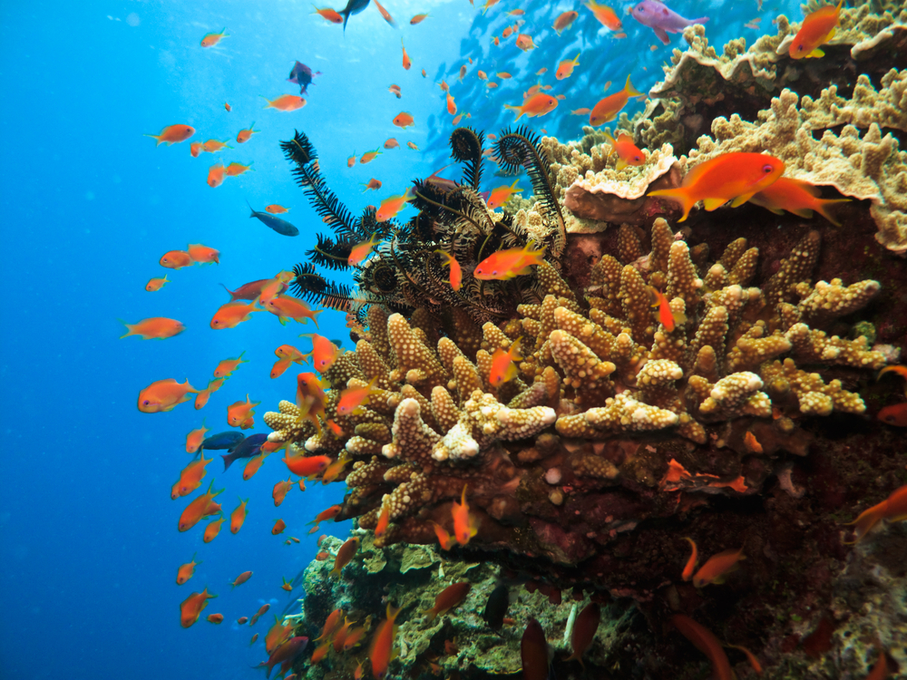 Самая большая экосистема в мире - Большой Барьерный риф