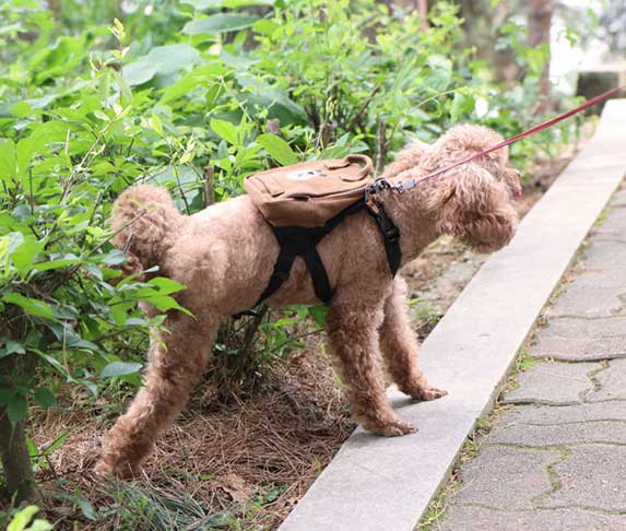 Почему собаки писают несколько раз во время прогулки?