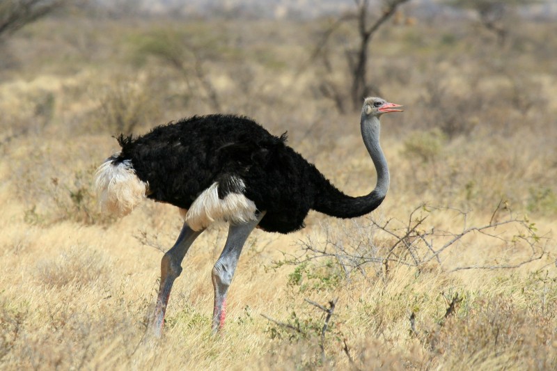 Сомалийский страус