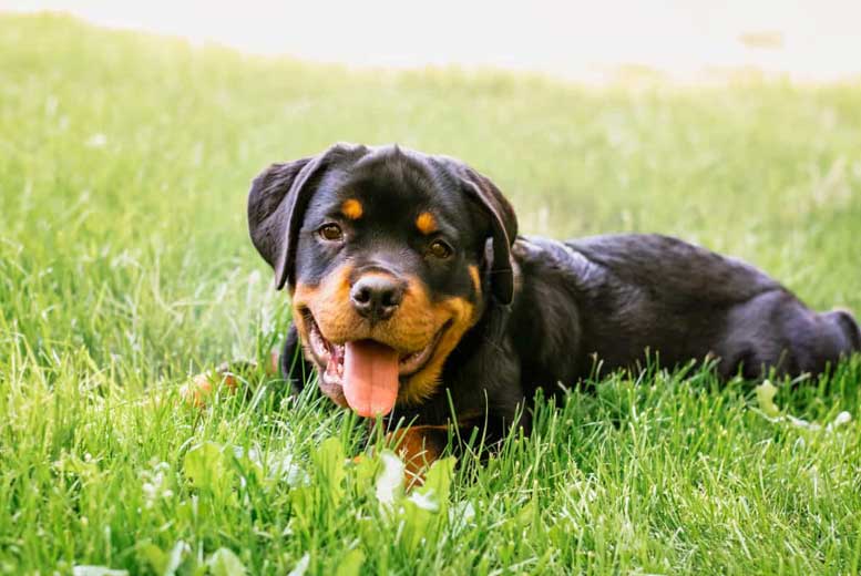 10 фактов об преданной породе собак – ротвейлерах