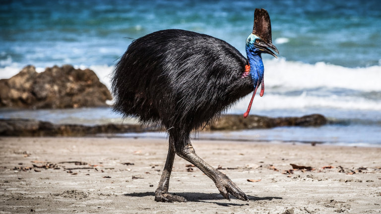 Orange-necked cassowary