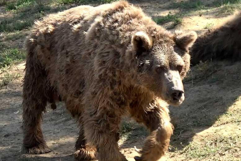 Последний танцующий медведь в Турции умер в приюте