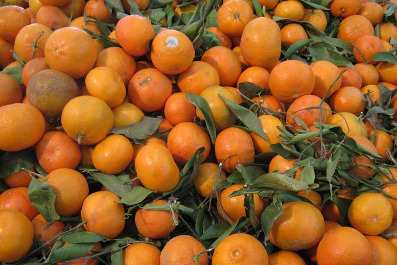 Экспорт мандаринов из Грузии увеличился в два раза