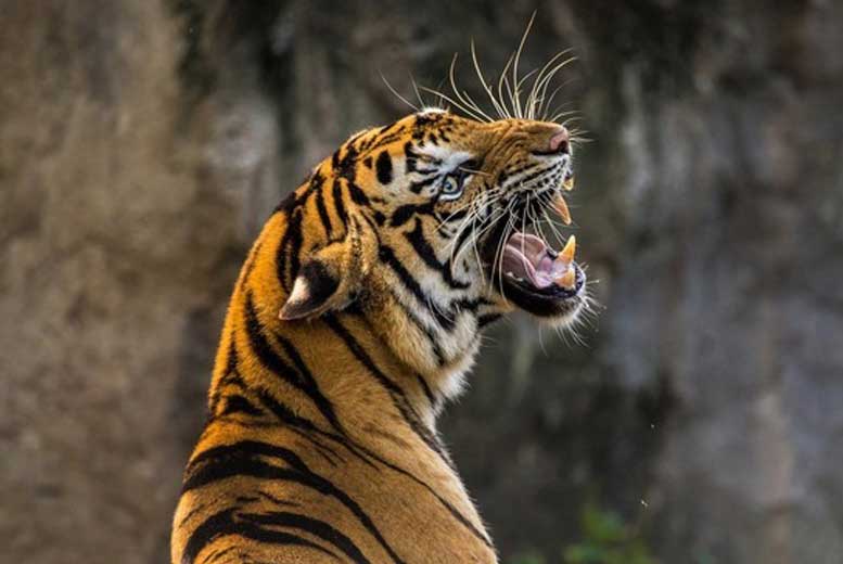 Исчез самый крупный тигр России