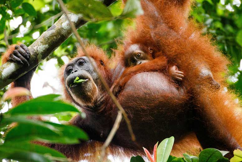 10 поразительных фактов об орангутанах