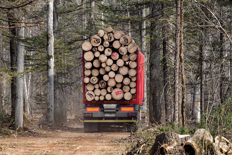 В России установлен рекорд по продаже древесины