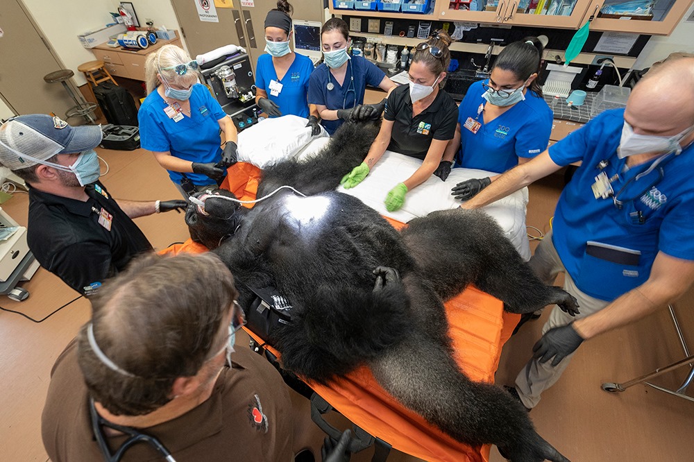 Пациент из Зоопарка Майами