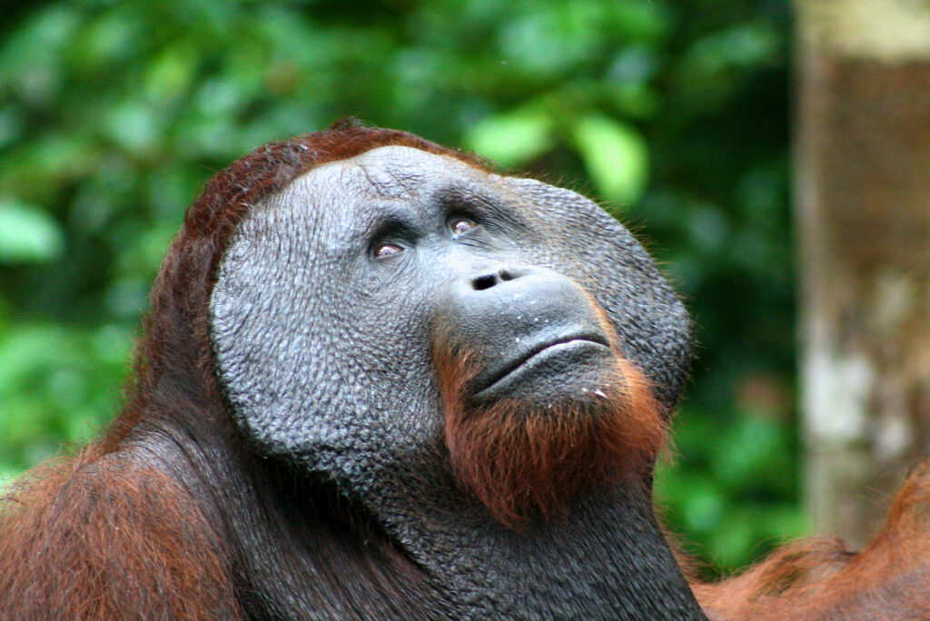Самки орангутанов размножаются раз в восемь лет