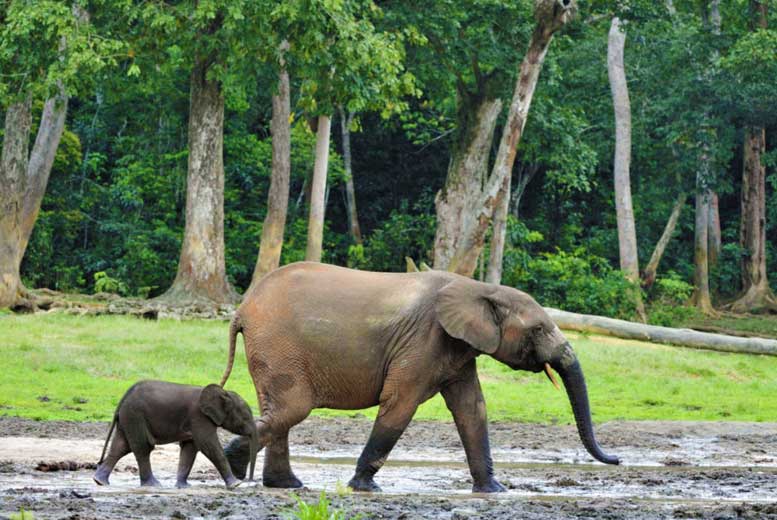 Габон — последний оплот, исчезающих африканских лесных слонов