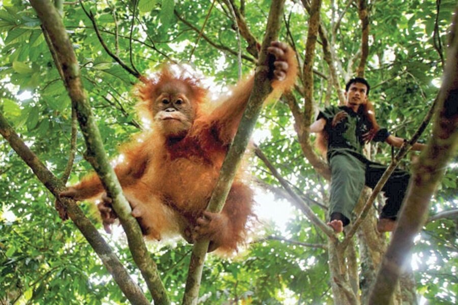 Орангутаны - самые крупные древесные млекопитающие