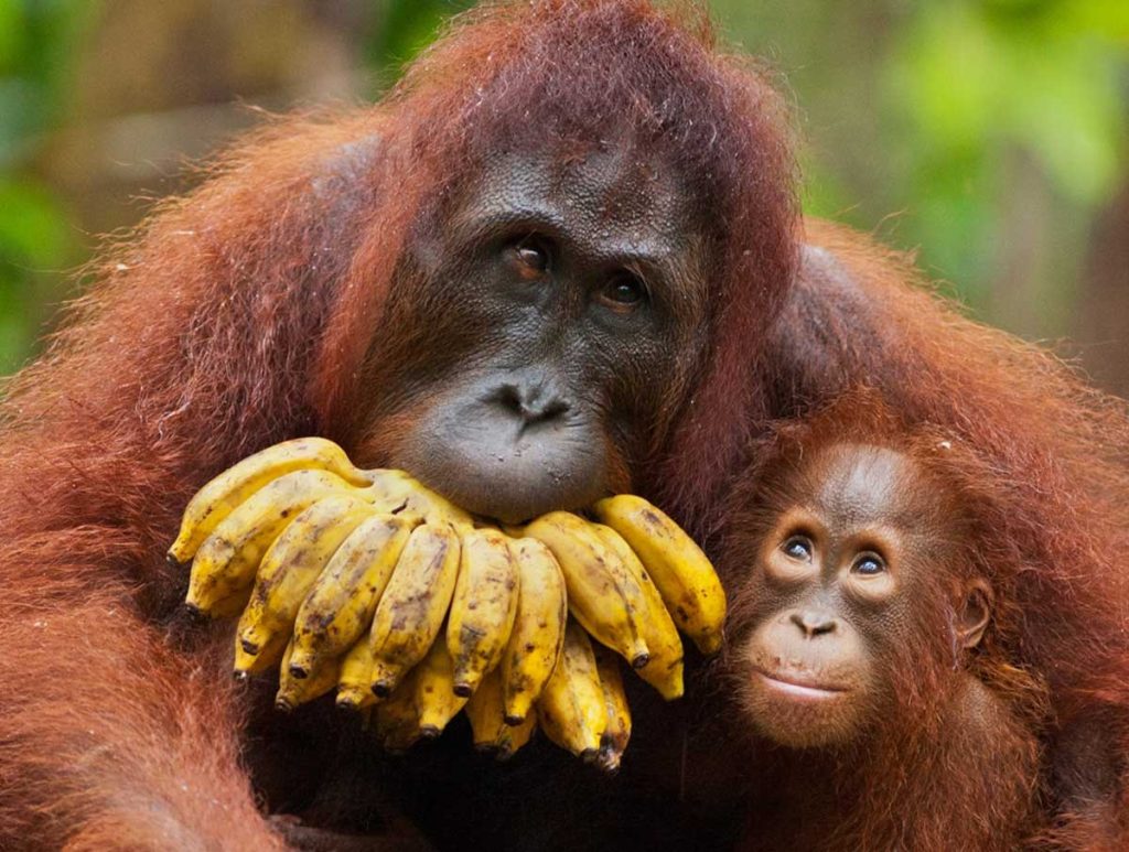 10 поразительных фактов об орангутанах