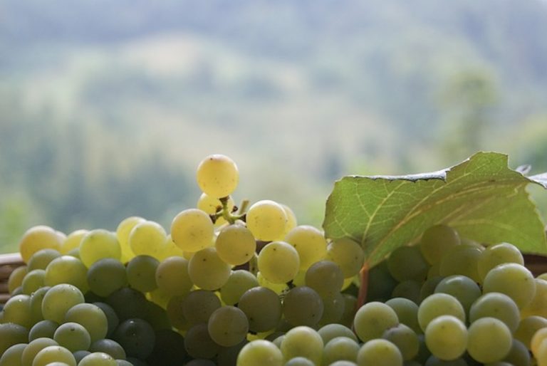 Европейская федерация происхождения вин поддерживает Италию