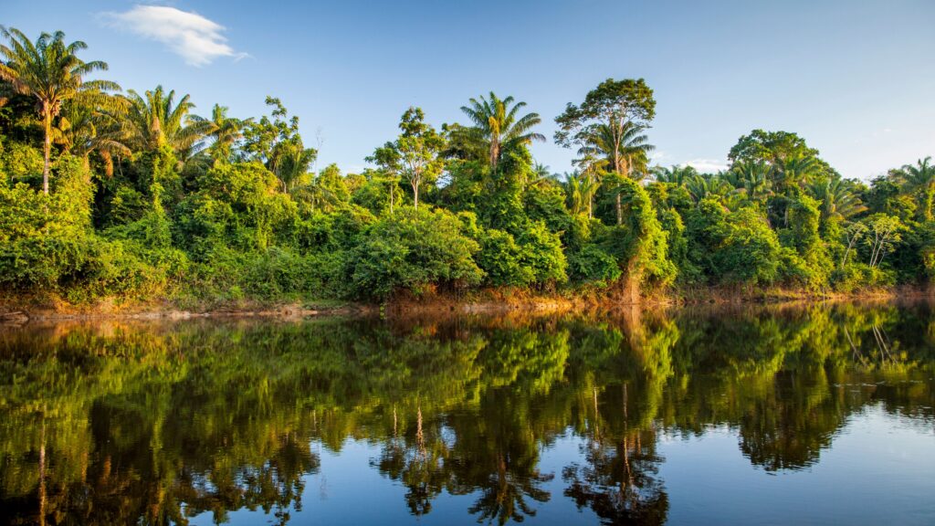 94% Суринама - это джунгли
