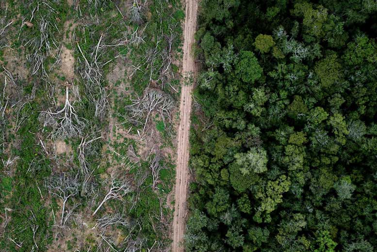 Что делается для спасения лесов Боливии?