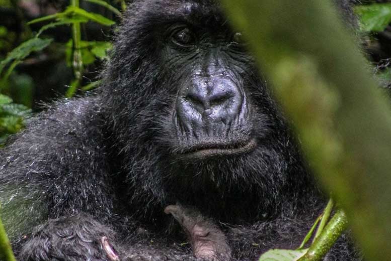 Почему люди убивают горилл в ДР Конго и Руанде?