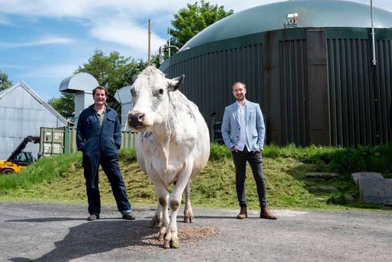 Как ферма в Уэльсе майнит биткоины из коровьих фекалий?