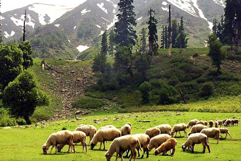 Пахалгам - индийская Швейцария в Кашмире
