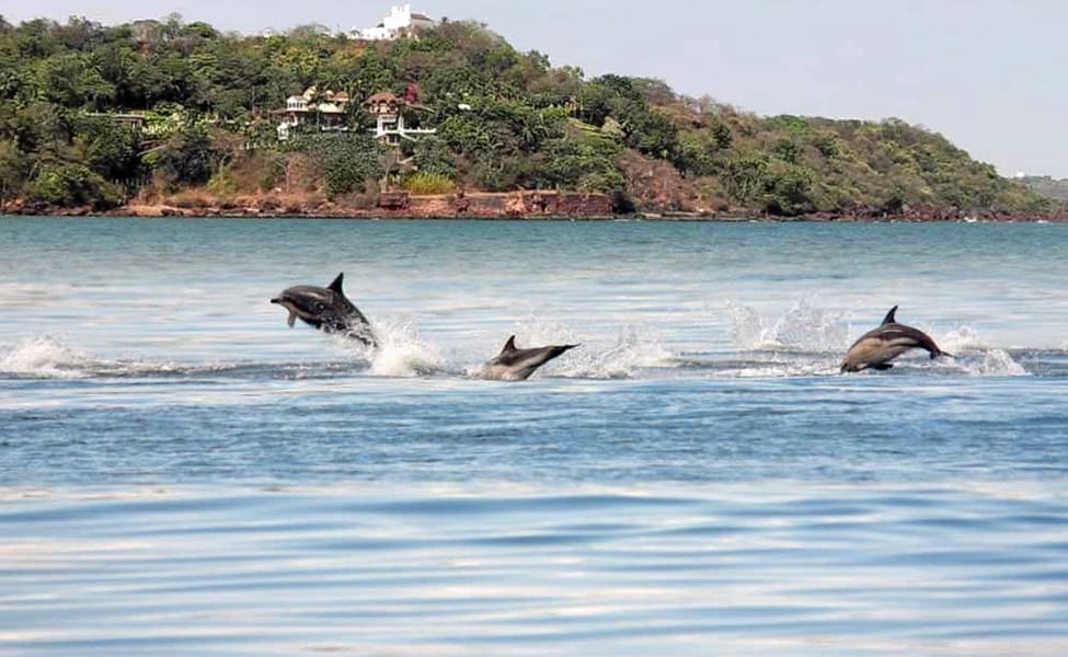 Полюбуйтесь дельфинами в их естественной среде обитания