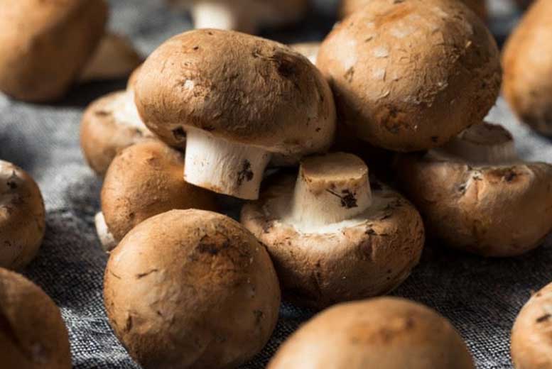 4 интересных факта о выращивании грибов
